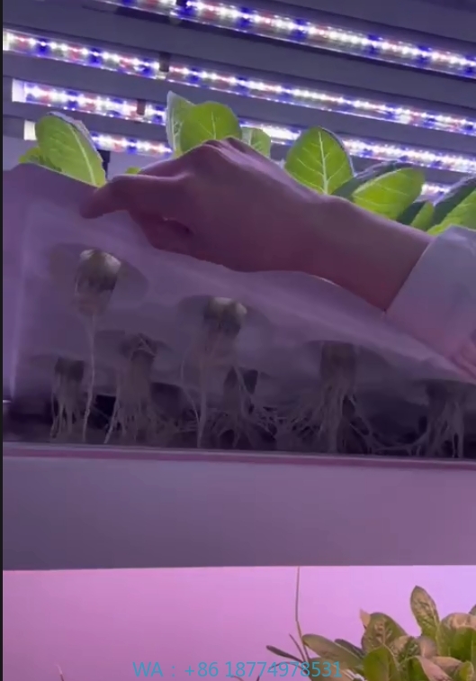온실 농업 장비 버섯 채소 과일 재배 수직 농장 수경  - Agriculture Farming Vegetables 리뷰 및 가격